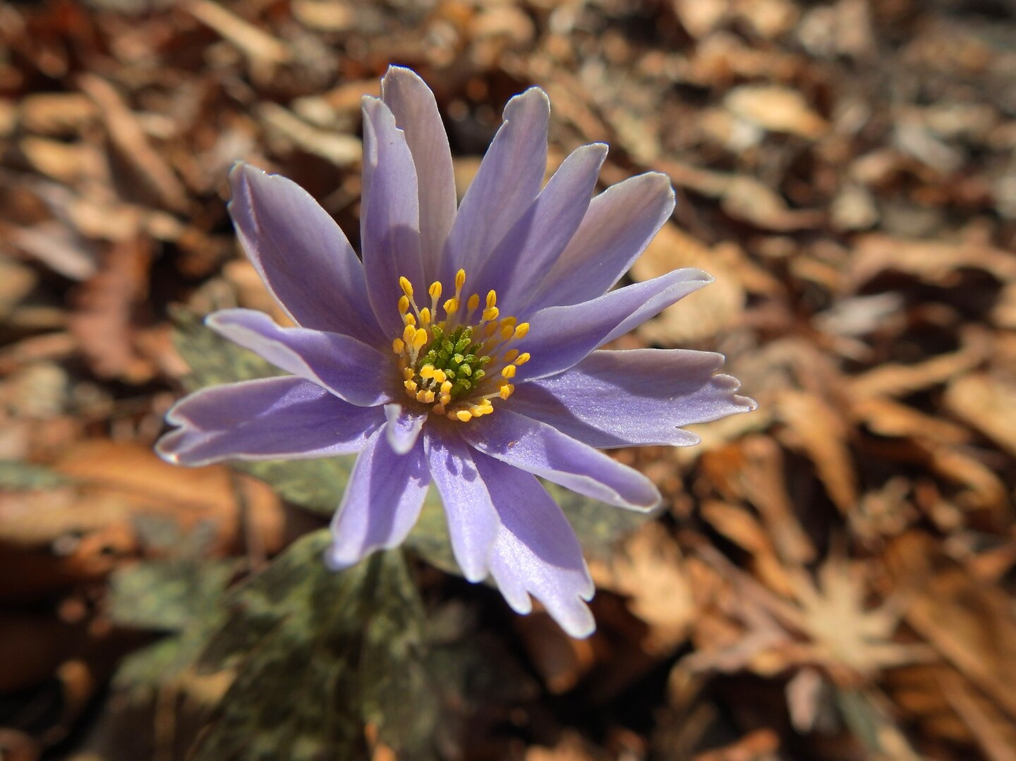 三頭越 てゆーかユキワリイチゲ鑑賞 ねこバスさんの竜王山 讃岐山脈 大川山の活動日記 Yamap ヤマップ