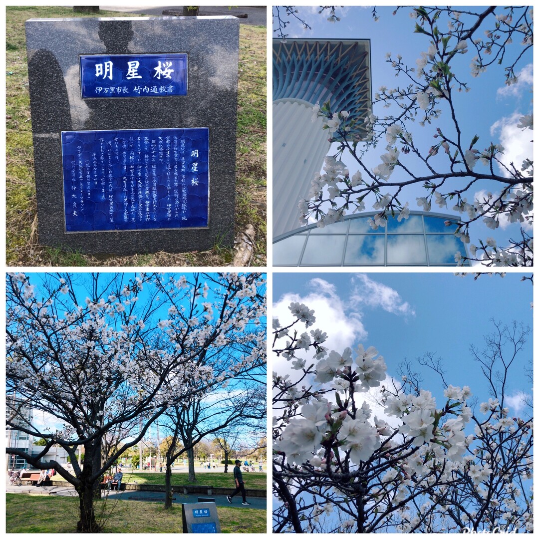 桜が見頃の鶴見緑地 開花は去年より遅かっ ばーどさんのモーメント Yamap ヤマップ
