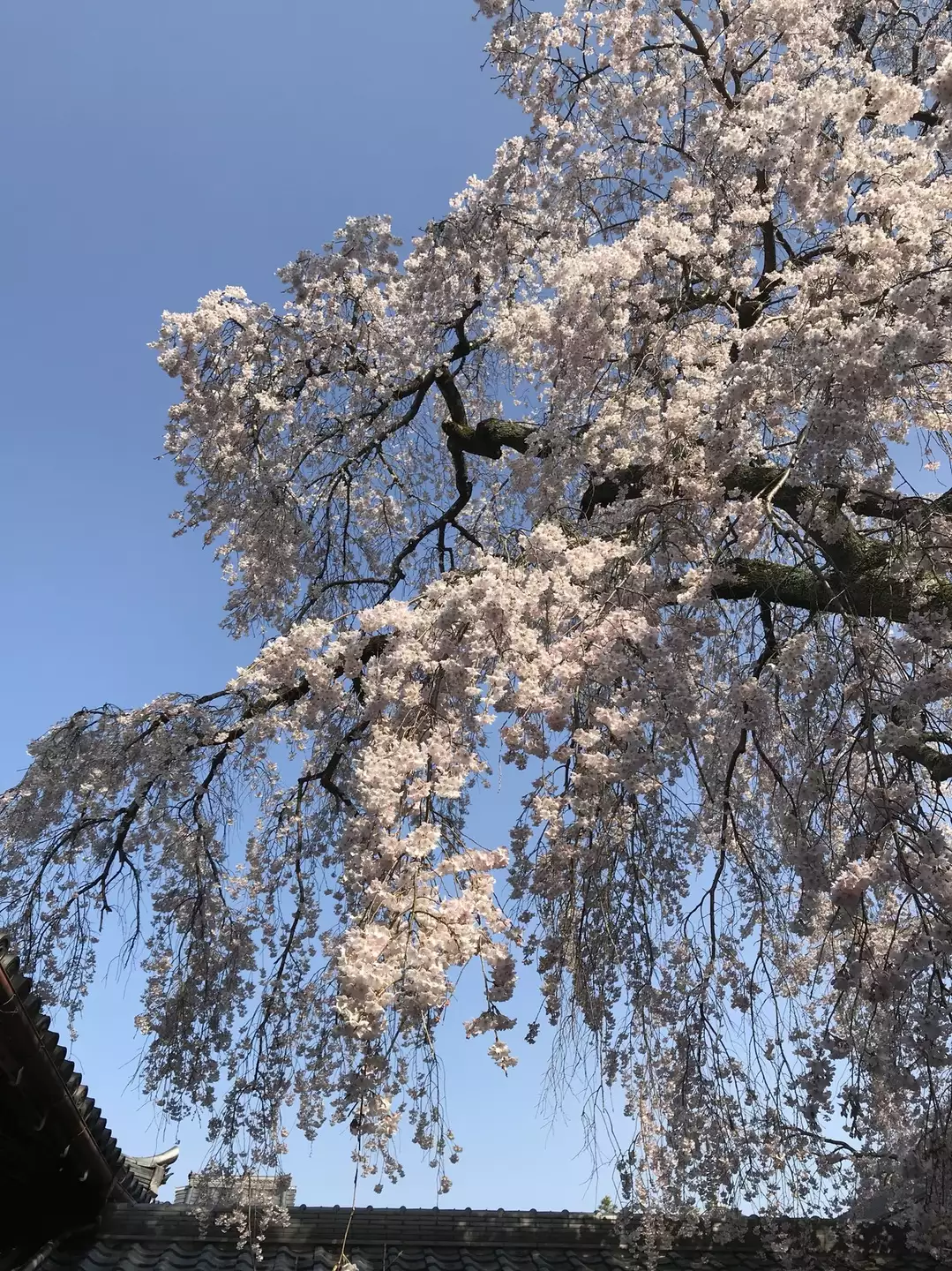 二上山 當麻寺の桜は綺麗かった カッキャンさんの金剛山 二上山 大和葛城山の活動データ Yamap ヤマップ