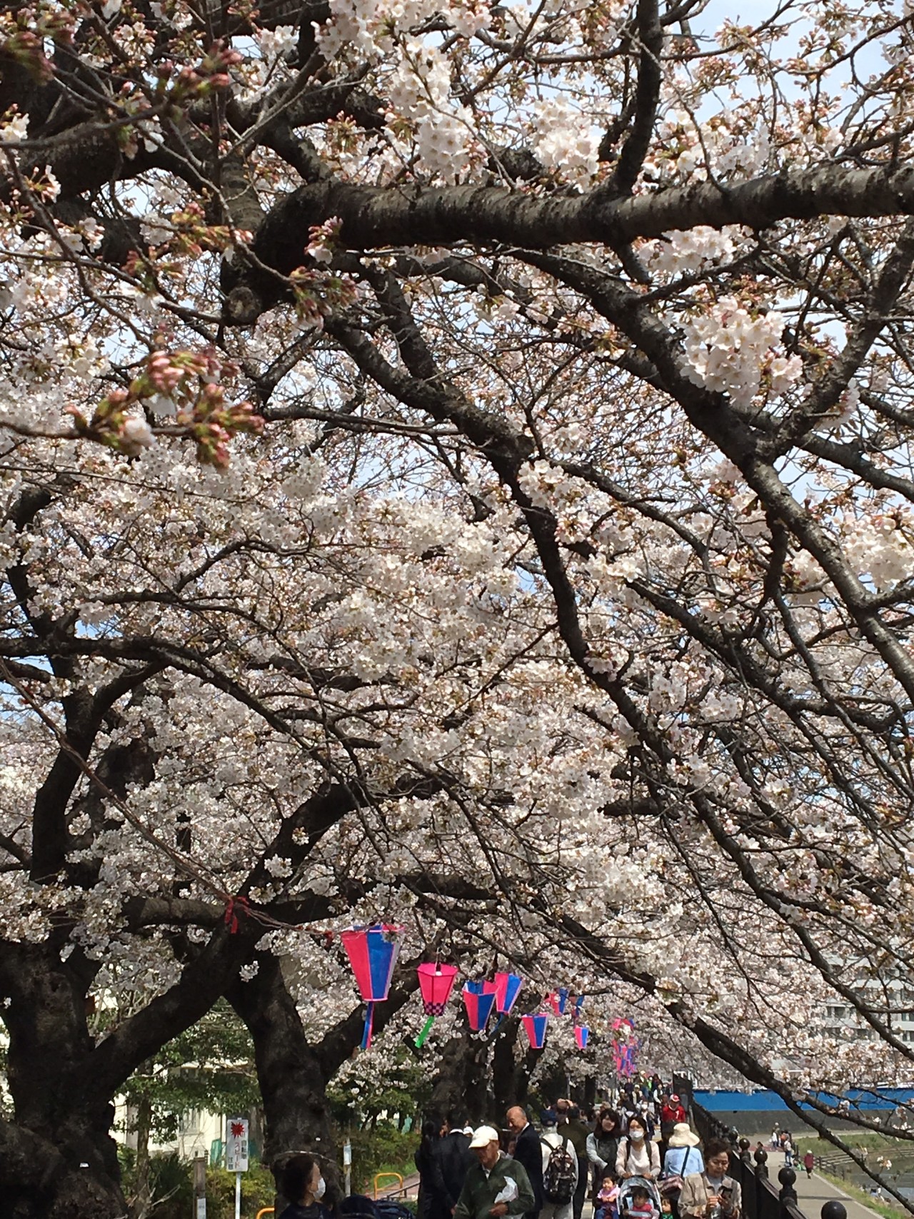 柏尾川堤散歩 桜 七分咲き ポピー01さんの横浜市 南エリアの活動データ Yamap ヤマップ