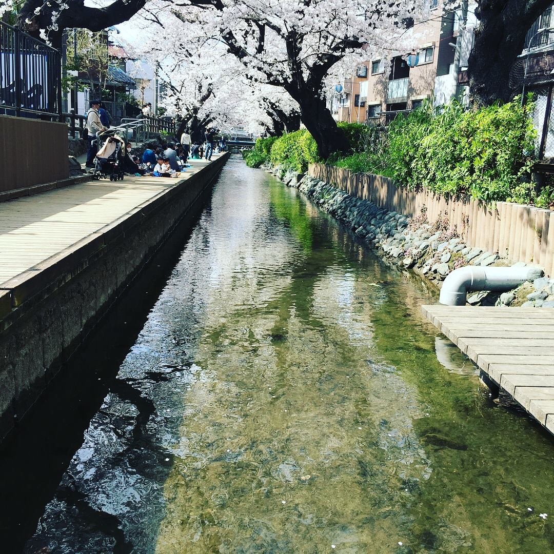 登山部でお花見会 とんもり谷戸 生田緑地 二ヶ領用水 宿河原堤桜並木 せんちょうさんの東京都23区 西エリアの活動日記 Yamap ヤマップ