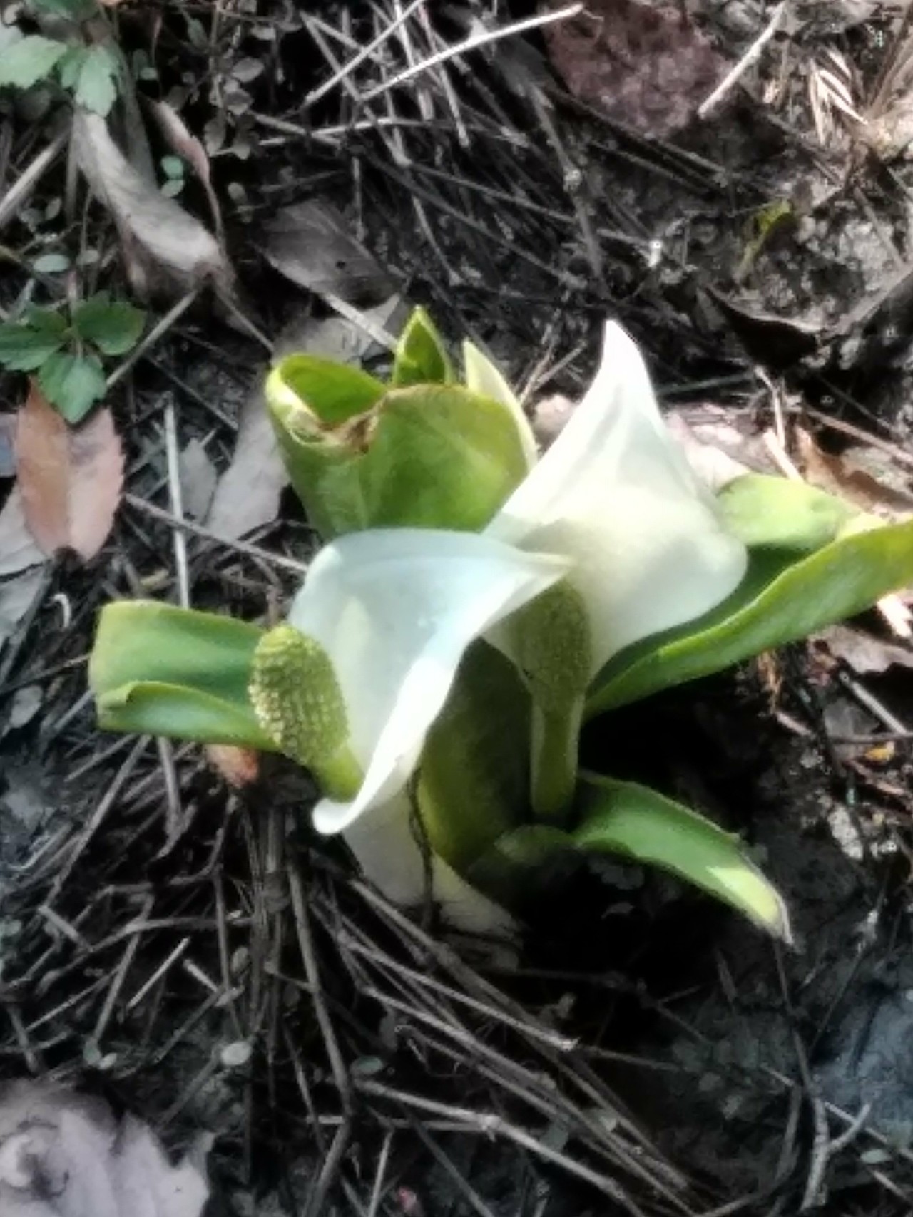 水芭蕉に会いに室池園地へ あーちゃんさんの生駒山 神津嶽 大原山の活動データ Yamap ヤマップ