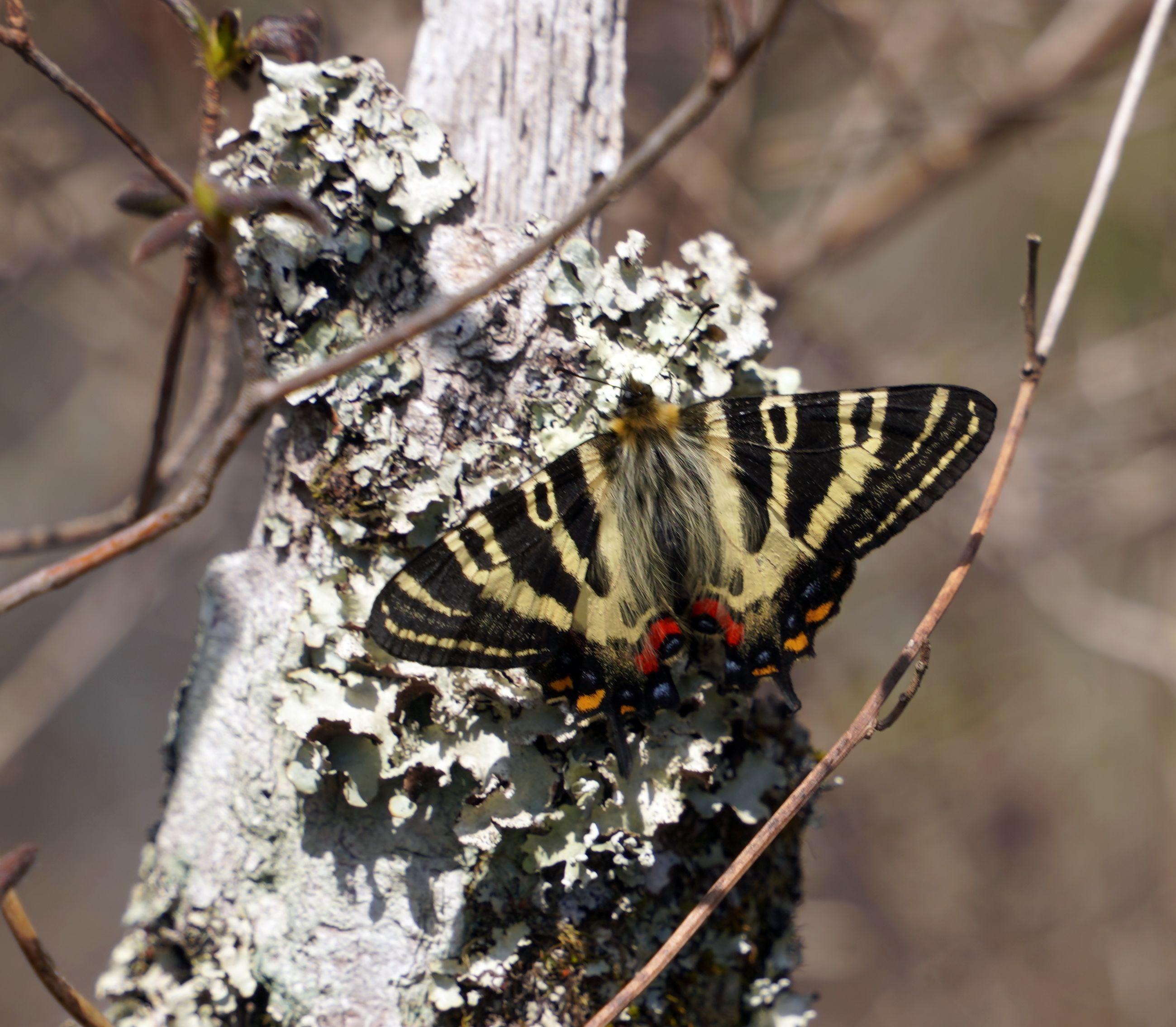 ギフチョウ♂/和歌山県.龍門山産【標本】 ギフチョウ♂/和歌山県.龍門山産【標本】 ギフチョウ♂/和歌山県