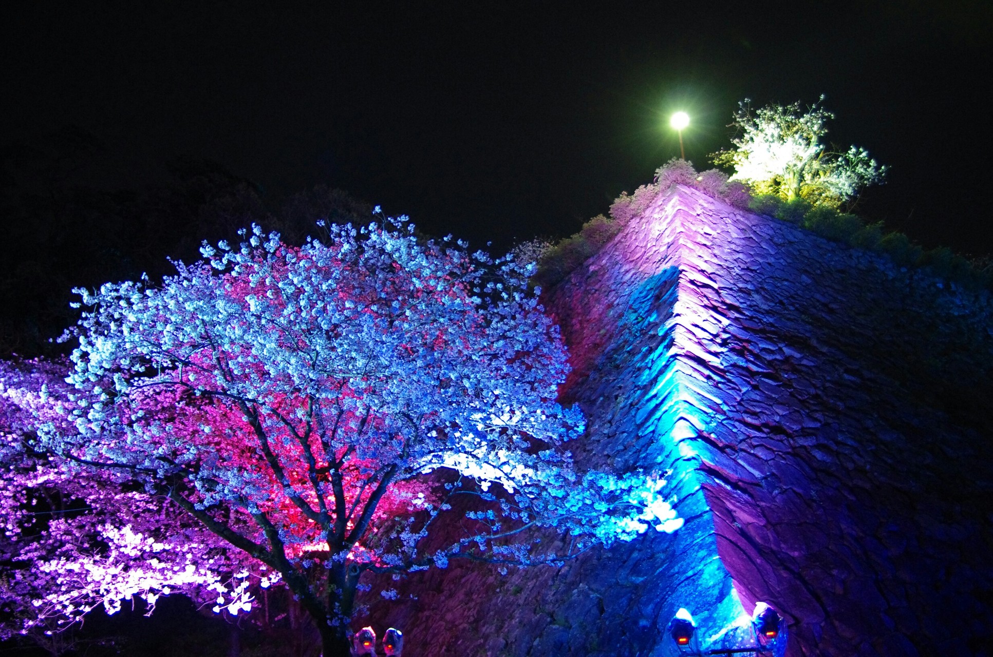 延岡市城山夜桜見物 宝満love さんの行縢山の活動データ Yamap ヤマップ