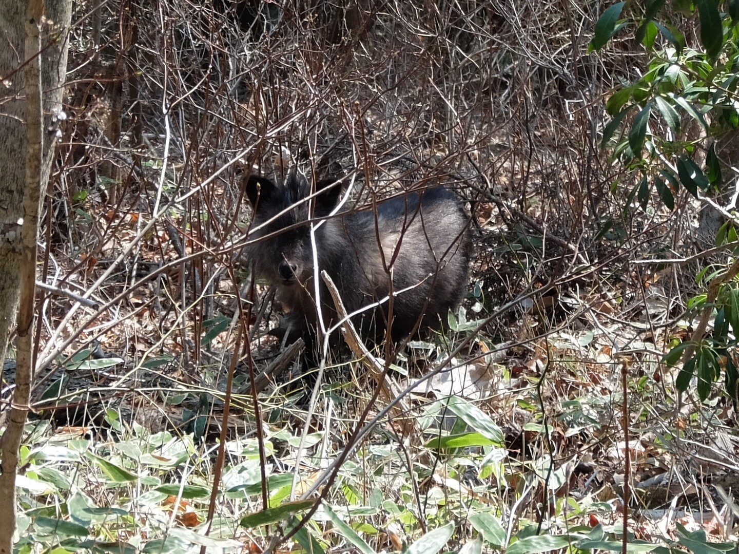 奥多摩駅 大岳山 馬頭刈尾根 瀬音の湯 大岳山 御岳山 御前山の写真5枚目 カモシカの子供 すごい小さかったです Yamap ヤマップ