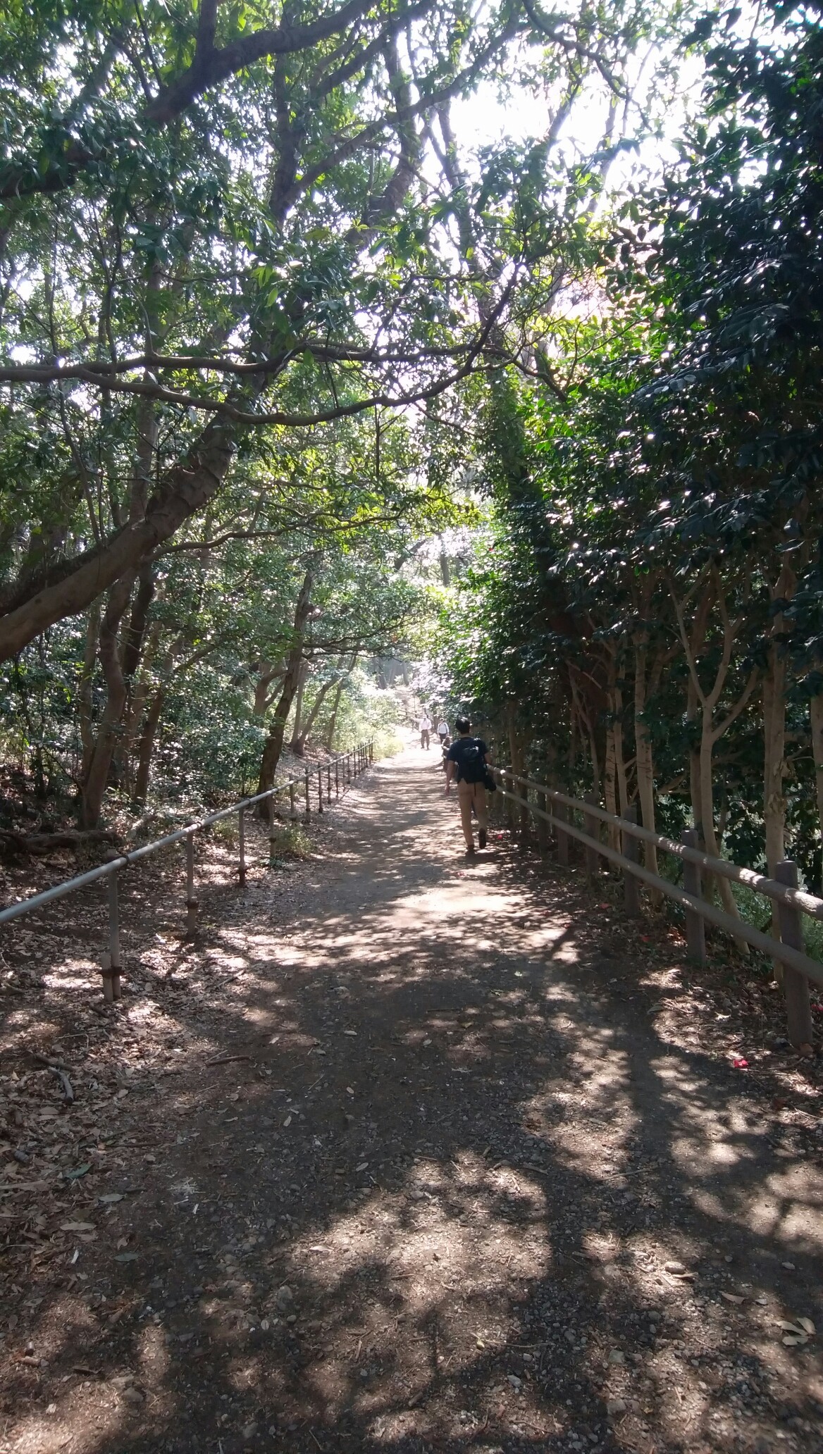 お花見ラン２０１８ その４ 逗子ハイランド 本因坊主さんの横浜市 南エリアの活動データ Yamap ヤマップ