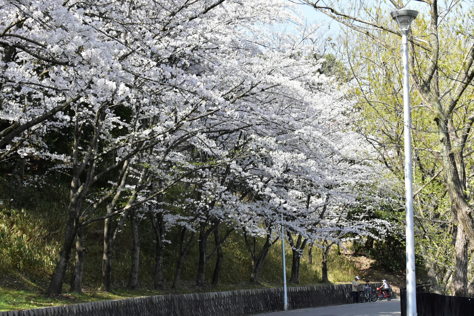 服部緑地でお花見 しながら おっさんぽ Yamaoya Jiさんの摂津市の活動データ Yamap ヤマップ