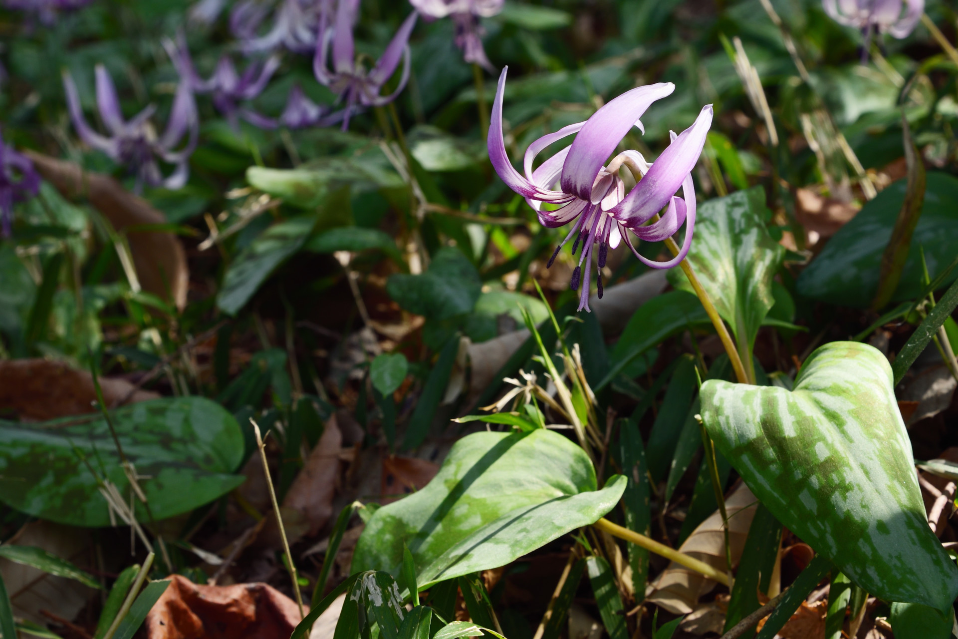 鳩吹山ー西山 カタクリ登山口からループ Hideaki さんの鳩吹山の活動データ Yamap ヤマップ