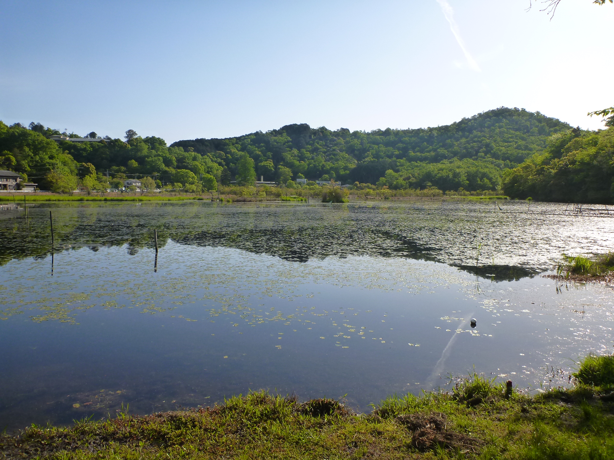 深泥池～大田ノ沢カキツバタ群落 / hanagonさんの京都市の活動日記 