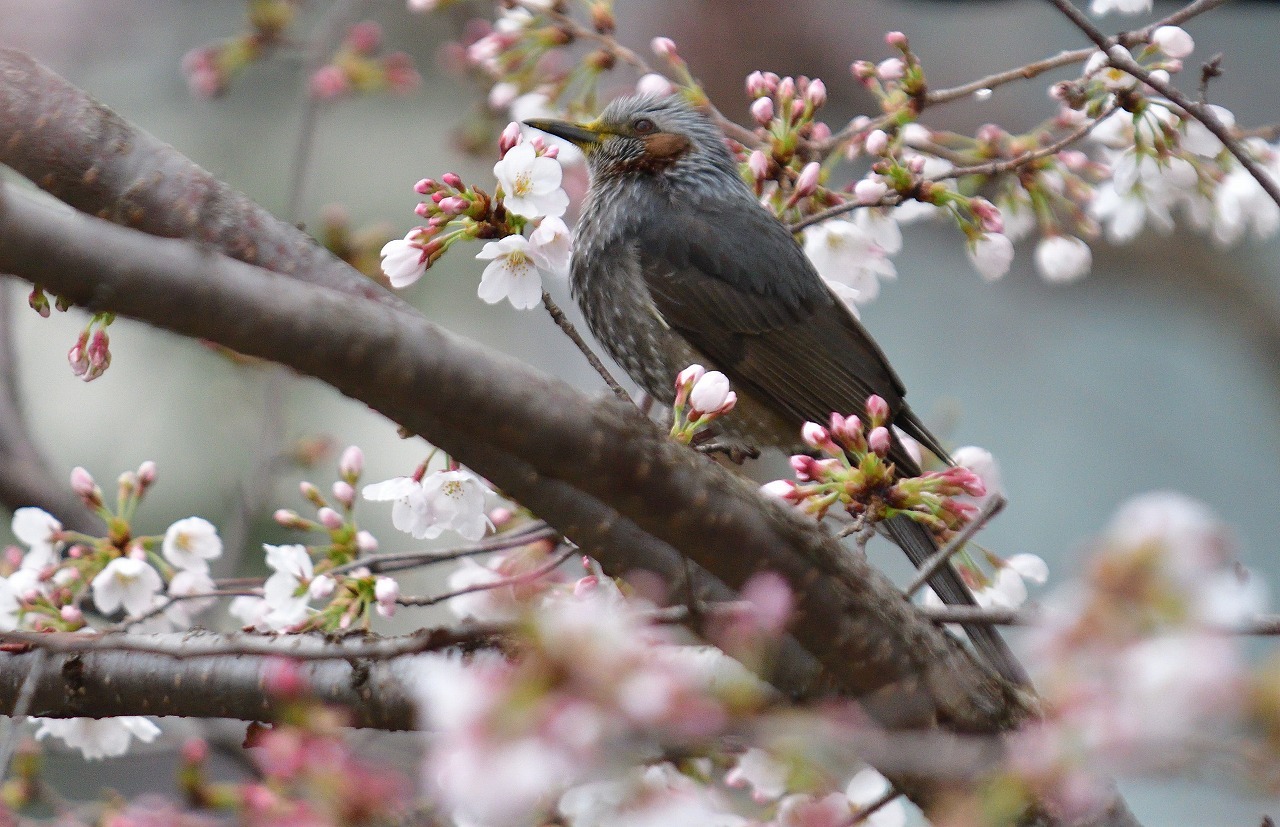 桜とヒヨドリ 春爛漫井の頭公園 Kawauso さんの東京都23区 西エリアの活動日記 Yamap ヤマップ