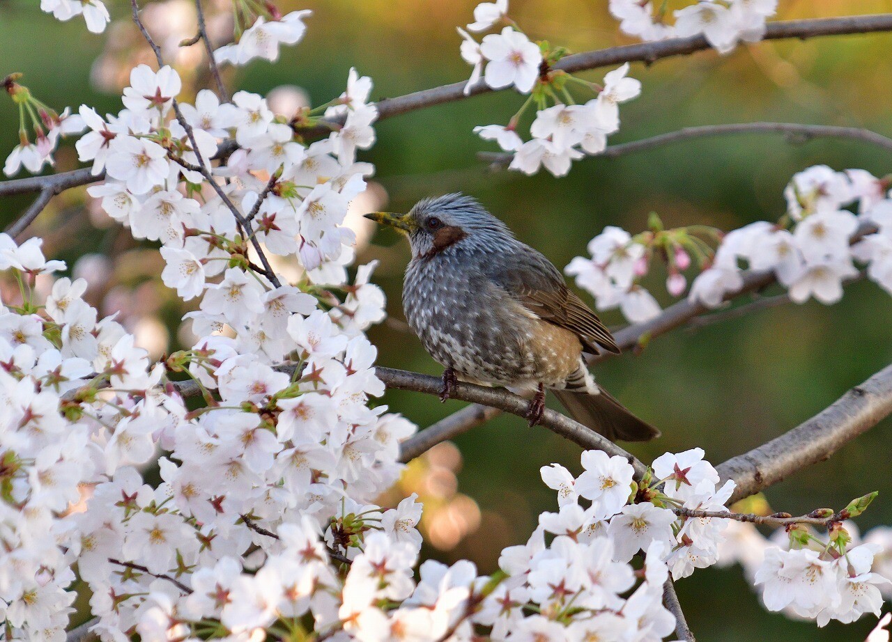 桜とヒヨドリ 春爛漫井の頭公園 Kawauso さんの東京都23区 西エリアの活動日記 Yamap ヤマップ