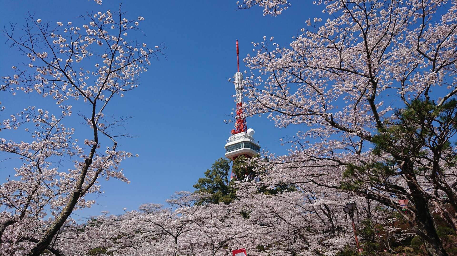 宇都宮市の一等三角点の山 八幡山でお花見 よっちゃんさんの宇都宮市の活動日記 Yamap ヤマップ