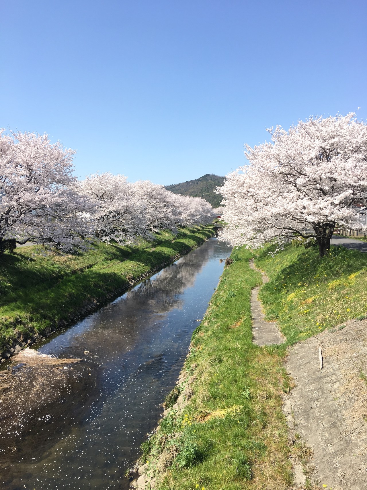 地元の桜吹雪を浴びるミッション ノンノさんの妙法ヶ岳 華厳寺の活動日記 Yamap ヤマップ