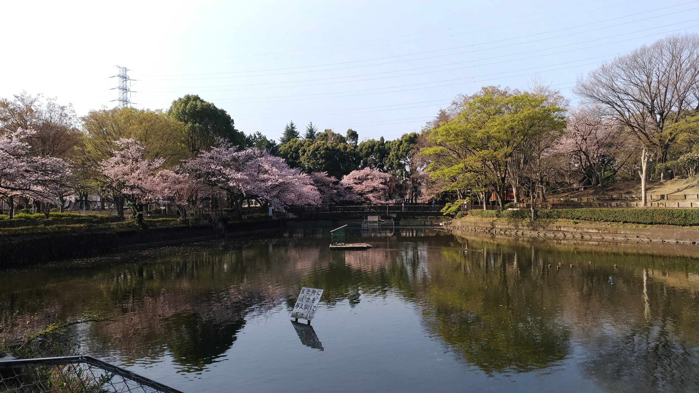 相模原市 桜 ウォーク くりのんさんの石老山 石砂山の活動日記 Yamap ヤマップ