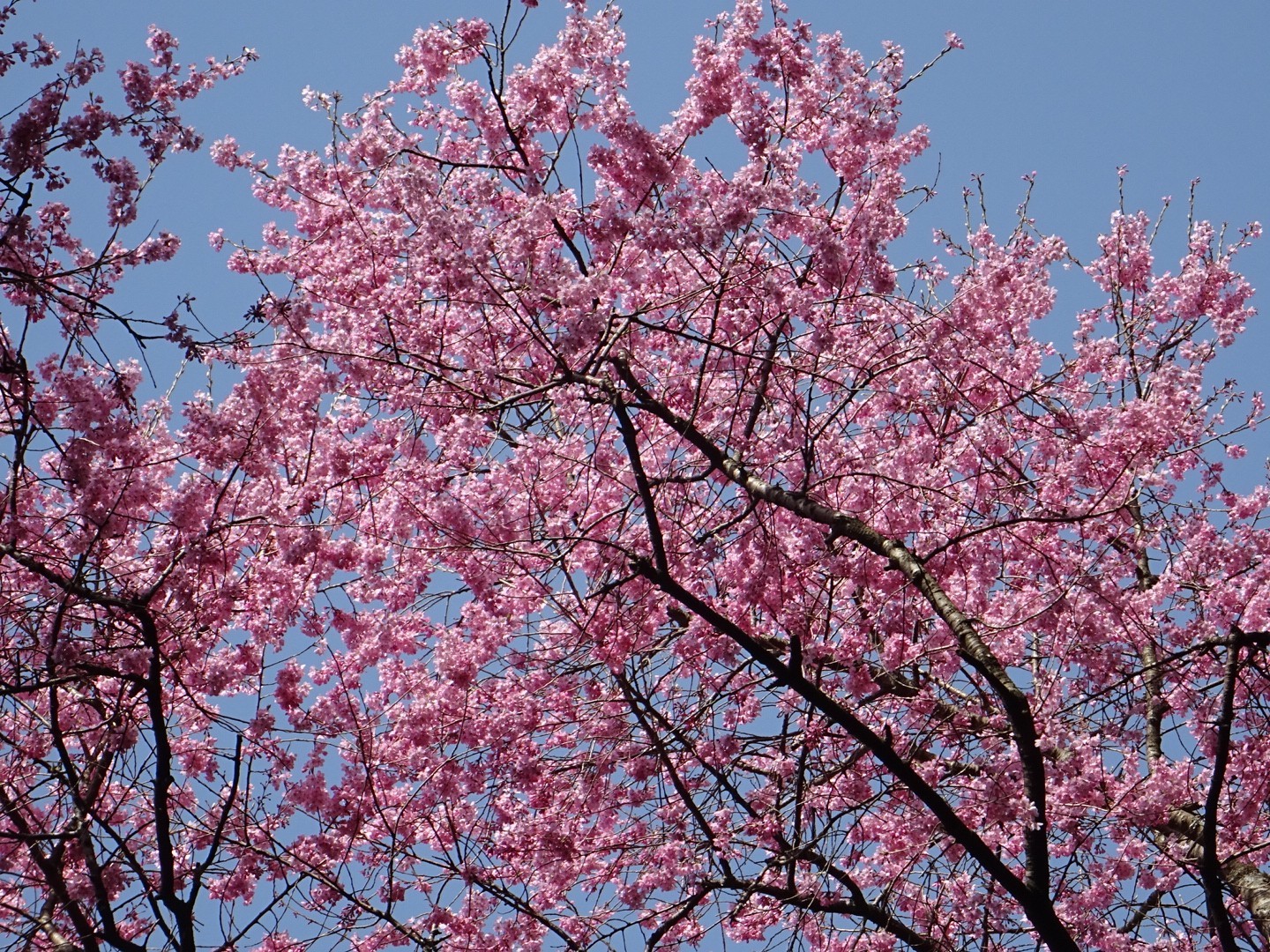 虎の尾桜も源平桜も満開 福智山 山オタクさんの福智山 尺岳 雲取山の活動データ Yamap ヤマップ