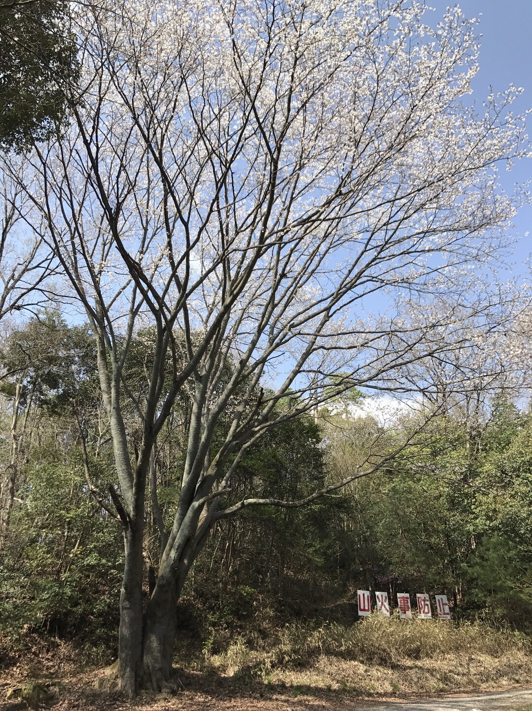 猿投山 ゆかさんの猿投山 物見山の活動日記 Yamap ヤマップ