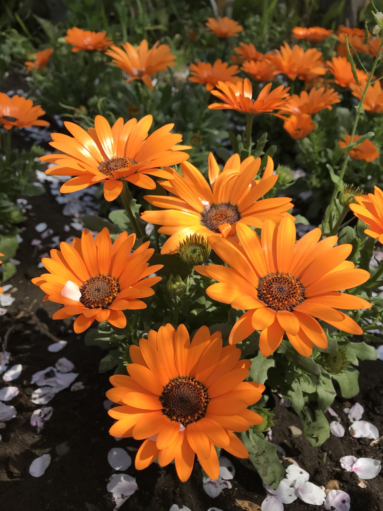 宿河原から花吹雪舞う二ヶ領用水へ ずおずおむさんの東京都23区 西エリアの活動日記 Yamap ヤマップ