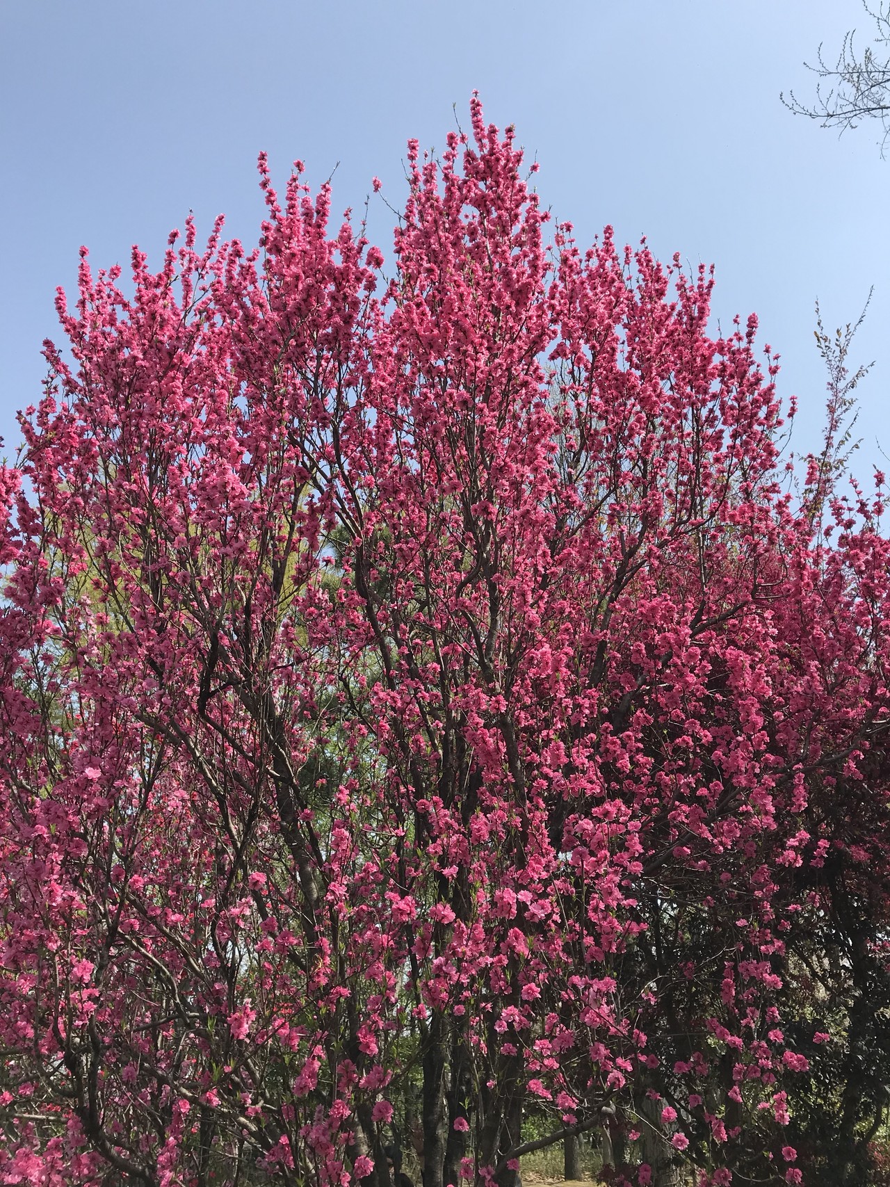宿河原から花吹雪舞う二ヶ領用水へ ずおずおむさんの東京都23区 西エリアの活動日記 Yamap ヤマップ