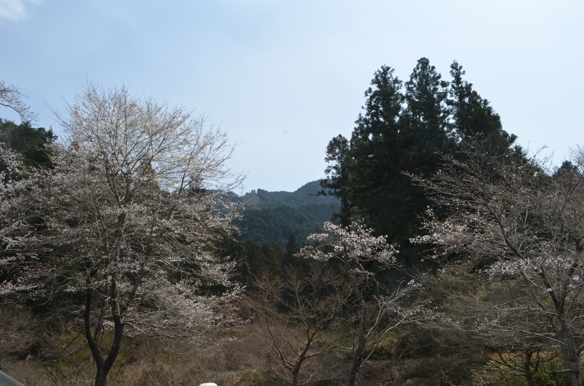 寺尾ヶ原千本桜と権現山516m なふさんの汾陽寺山 権現山 柳島山の活動データ Yamap ヤマップ