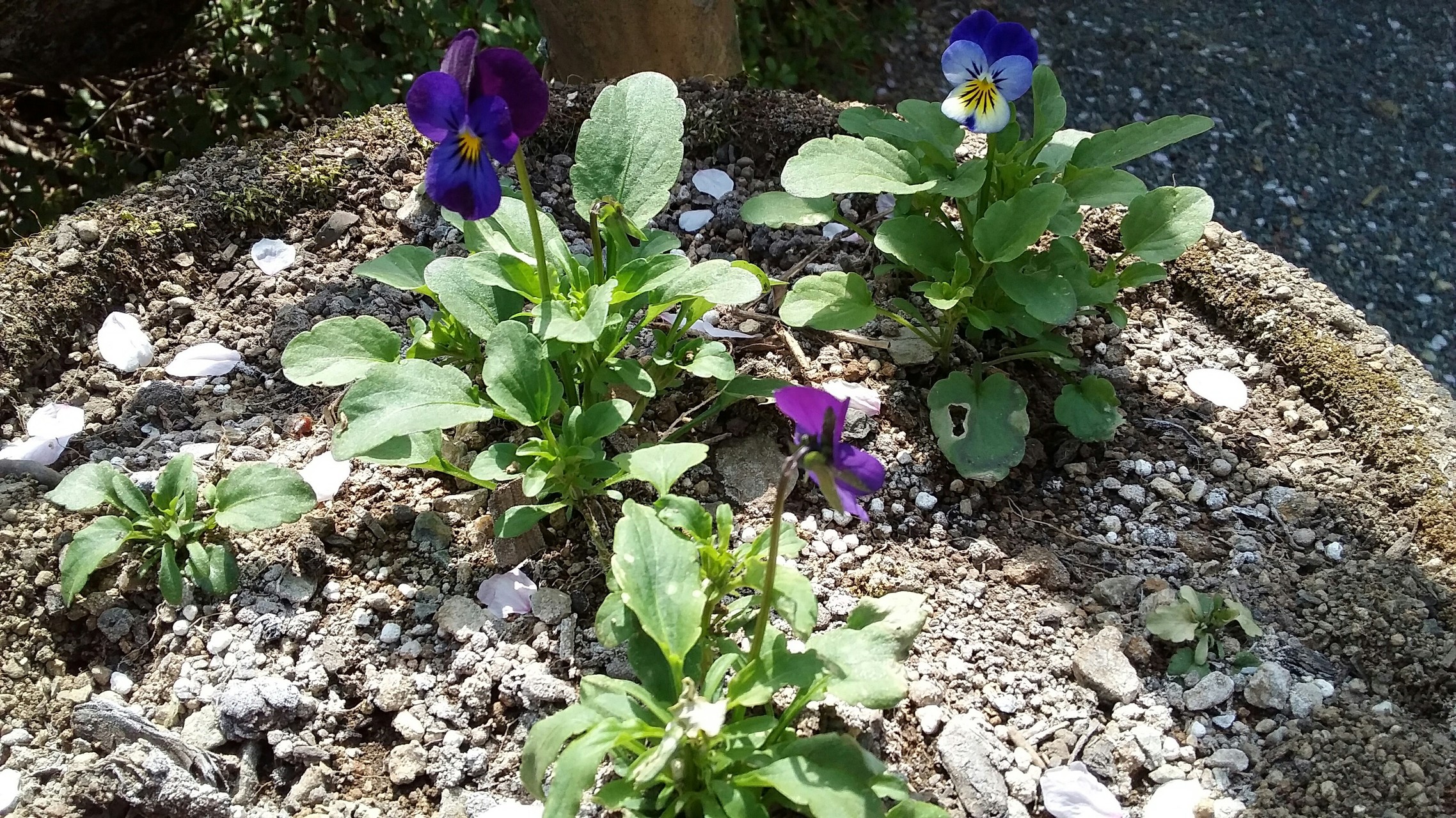 横倉山 越智町 堪能っ もっさんの横倉山の活動日記 Yamap ヤマップ