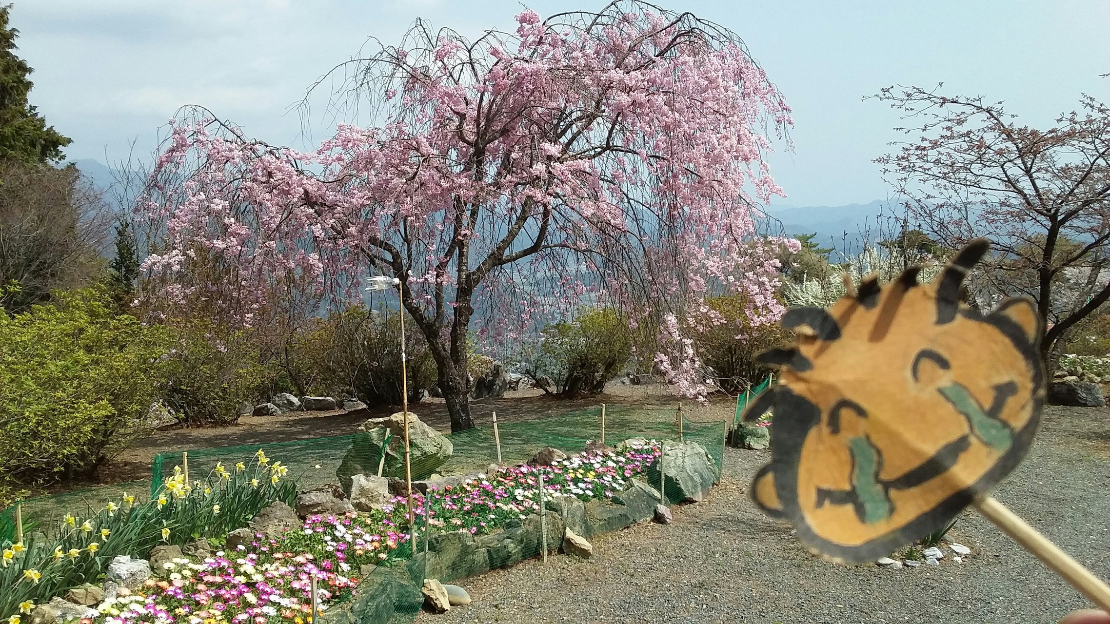 横倉山 越智町 堪能っ もっさんの横倉山の活動データ Yamap ヤマップ