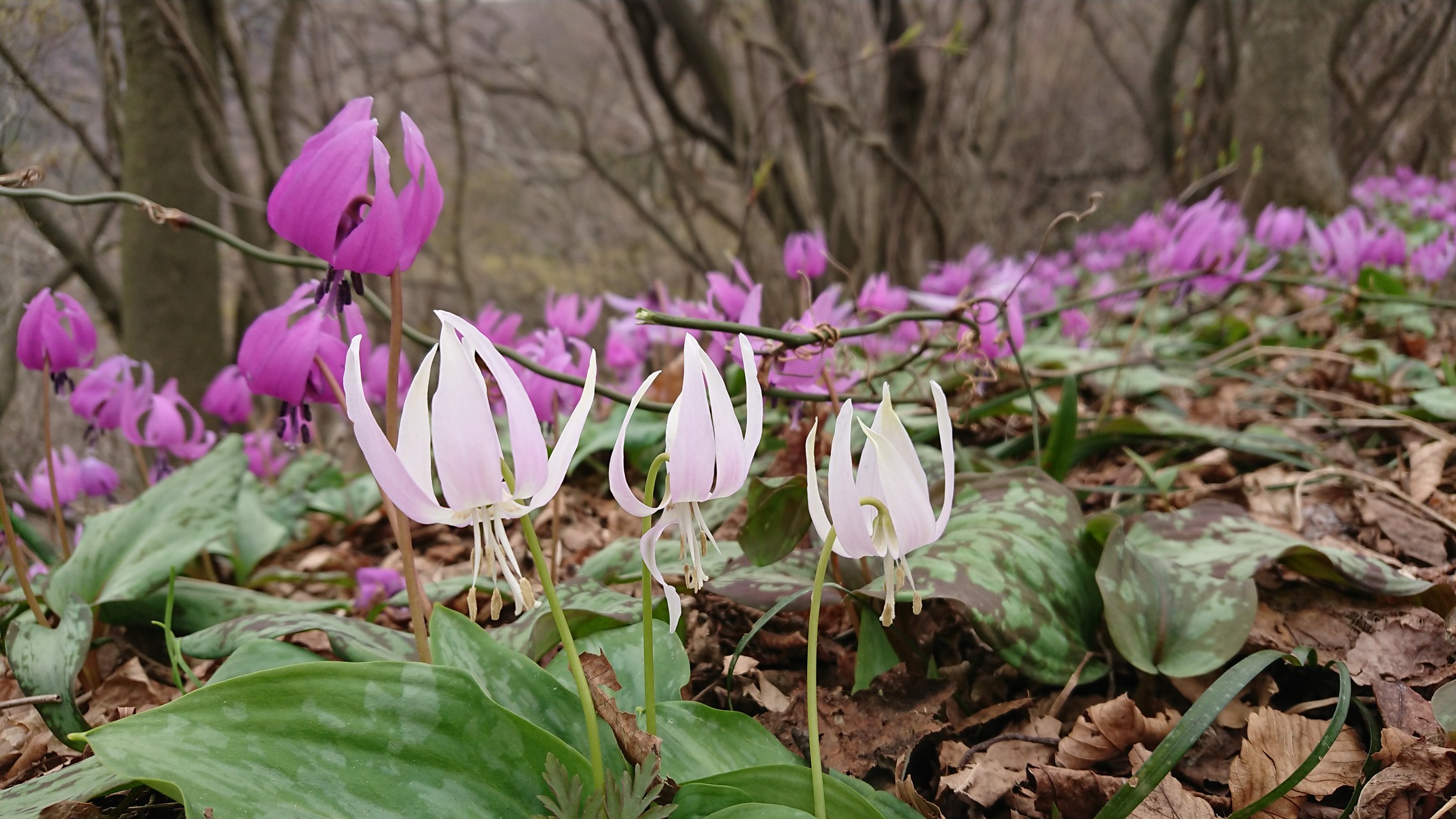 春の花あふれる角田山へ いちごさんの角田山の活動データ Yamap ヤマップ
