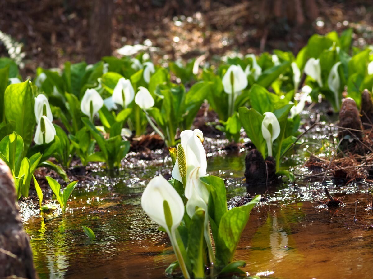 くろんど池 水芭蕉 Kurosirokoさんの枚方市の活動データ Yamap ヤマップ