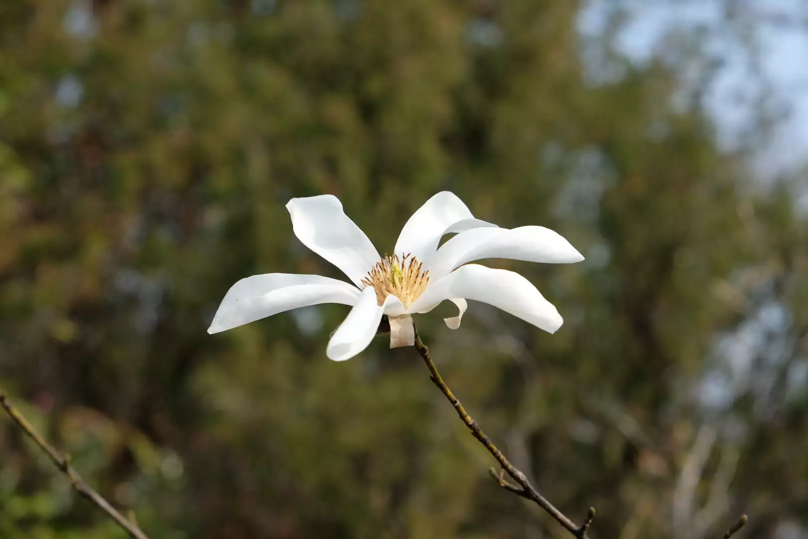 タムシバの森 インツーザウッド 高嶺 枝 の花 zakkamanさんの鬼ノ城 鬼城山 の活動日記 yamap ヤマップ