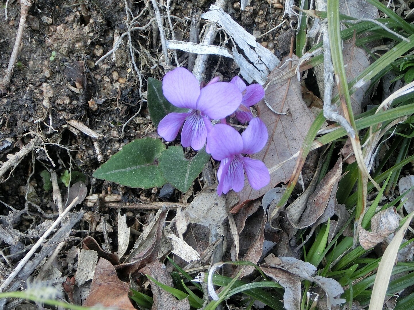 タムシバの森 インツーザウッド 高嶺 枝 の花 鬼ノ城 鬼城山 の写真35枚目 道すがら シハイスミレ スミレの種類と Yamap ヤマップ