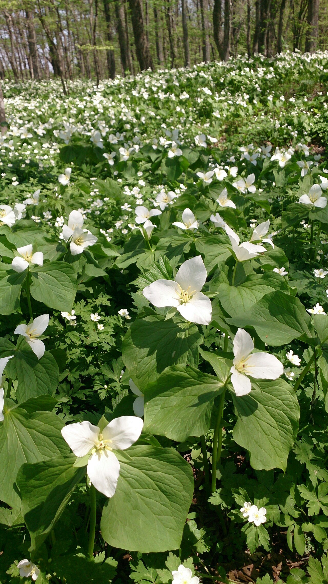 六花の森 オオバナノエンレイソウ ハント いともさんの帯広市の活動データ Yamap ヤマップ