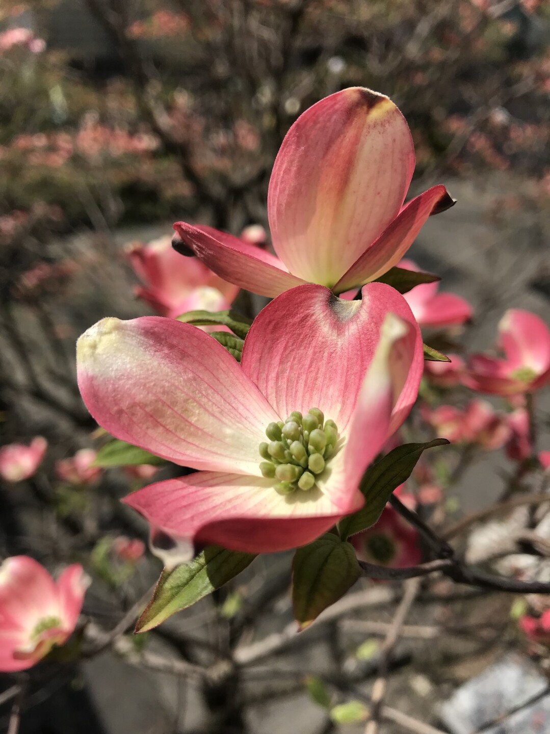 イカリソウの花咲く昭和記念公園 ずおずおむさんの国分寺市の活動日記 Yamap ヤマップ