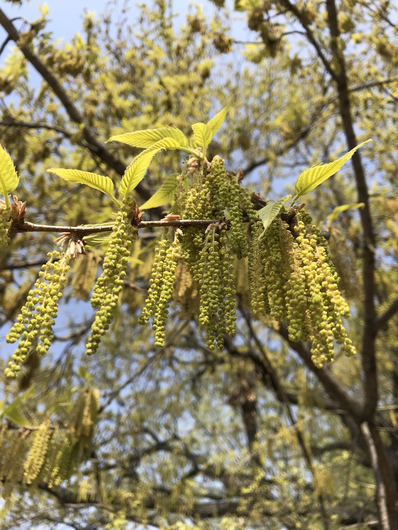 イカリソウの花咲く昭和記念公園 ずおずおむさんの北多摩の活動日記 Yamap ヤマップ