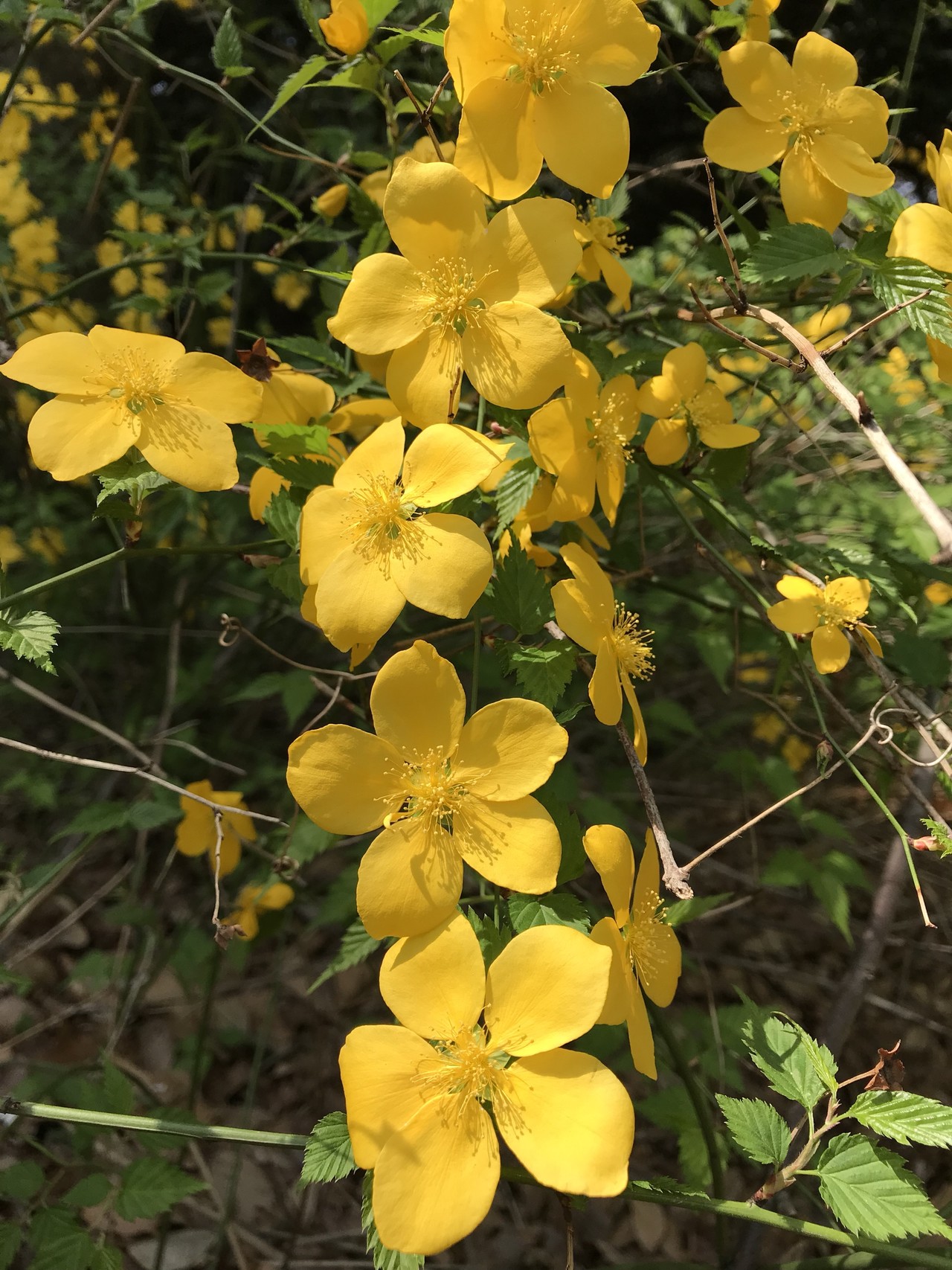 イカリソウの花咲く昭和記念公園 ずおずおむさんの国分寺市の活動日記 Yamap ヤマップ
