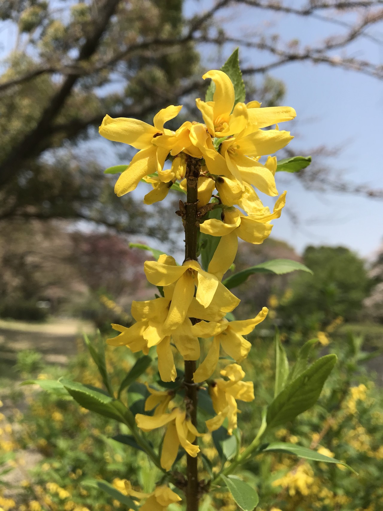 イカリソウの花咲く昭和記念公園 ずおずおむさんの国分寺市の活動日記 Yamap ヤマップ