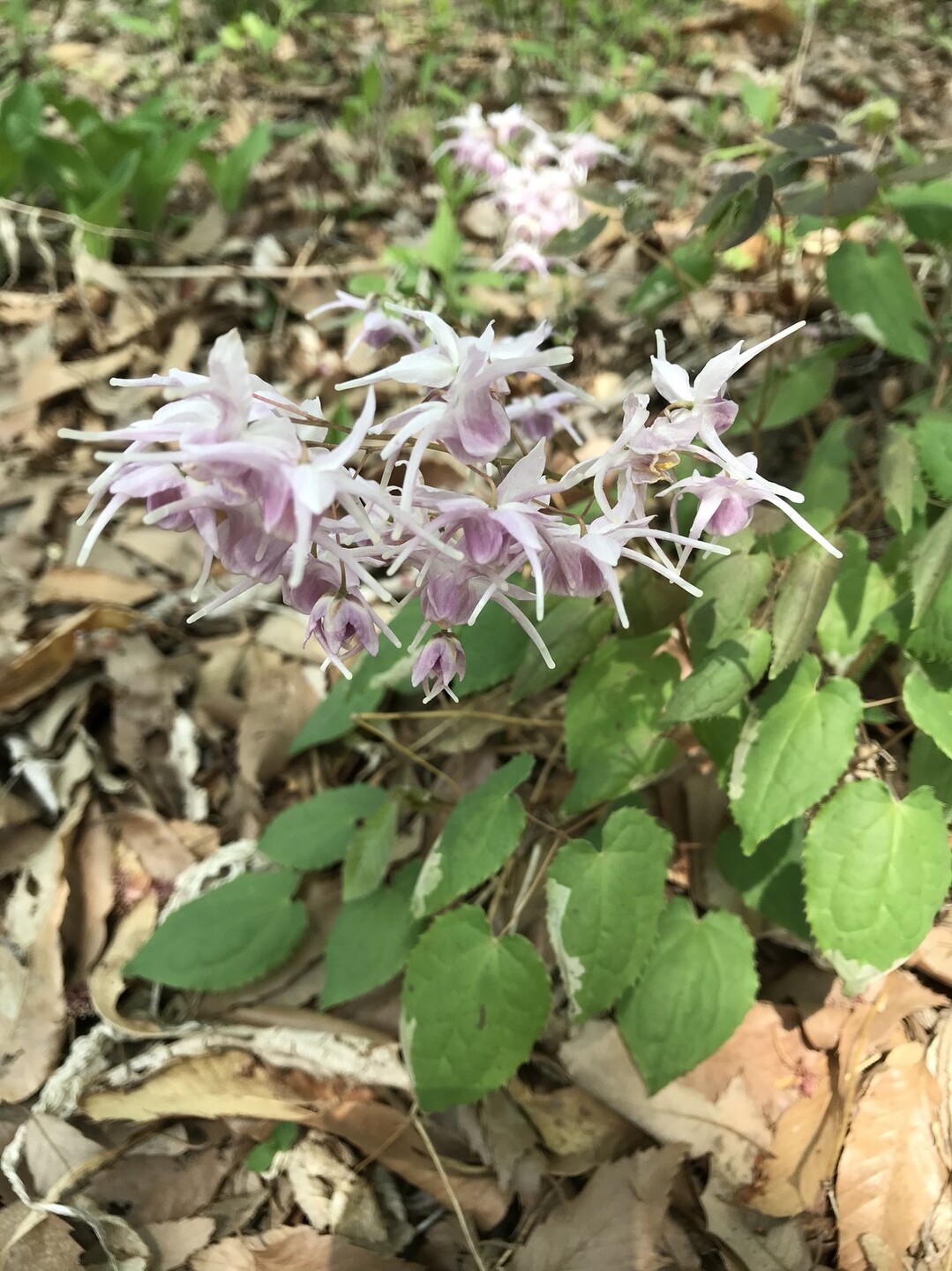 イカリソウの花咲く昭和記念公園 ずおずおむさんの国分寺市の活動日記 Yamap ヤマップ