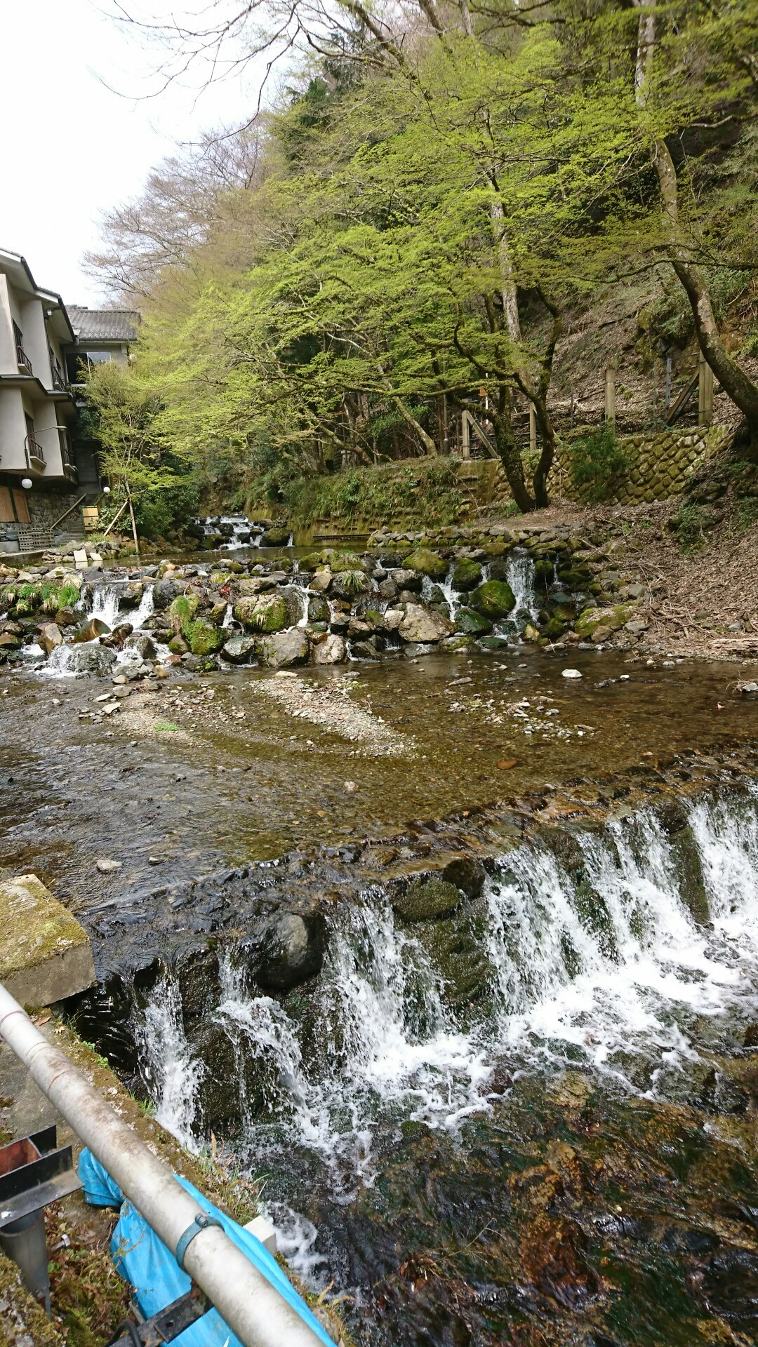 サクラ 咲く鞍馬山 カワセミさんの京都市の活動日記 Yamap ヤマップ