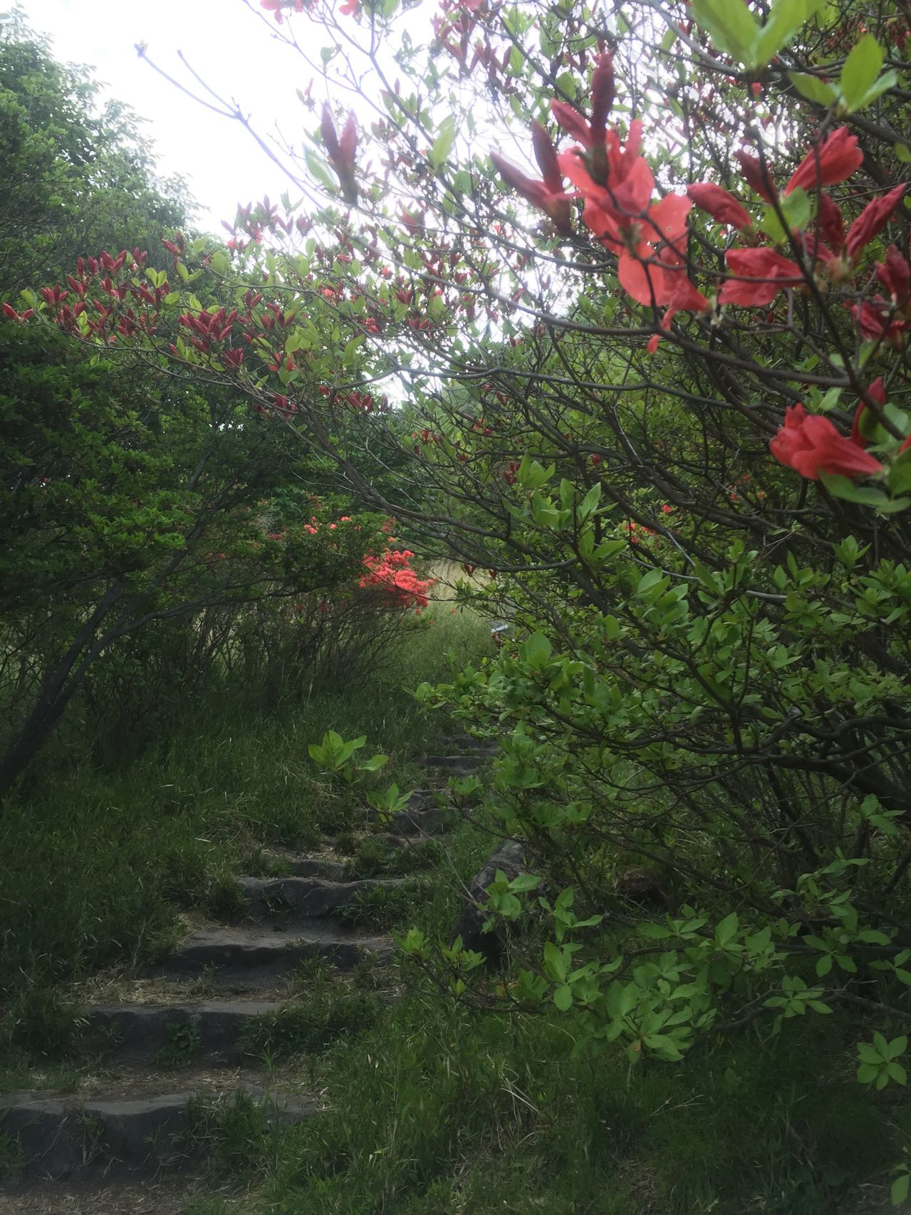 鍋割山から荒山 ツツジの開花状況 Inaさんの赤城山 黒檜山 荒山の活動データ Yamap ヤマップ