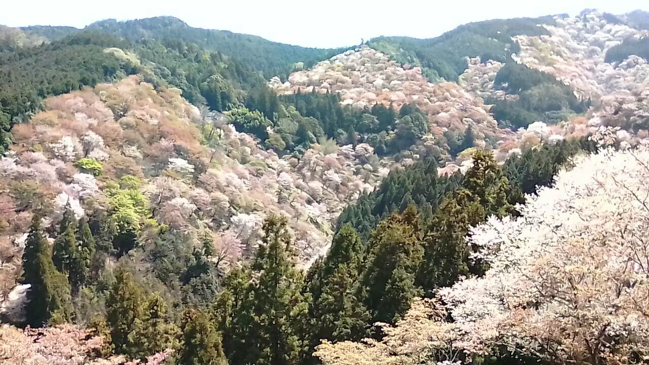 吉野山登山 桜を愛でるが散るも早い さっさんさっさんさんの大峯奥駈道 その1 吉野 山上ヶ岳 の活動データ Yamap ヤマップ
