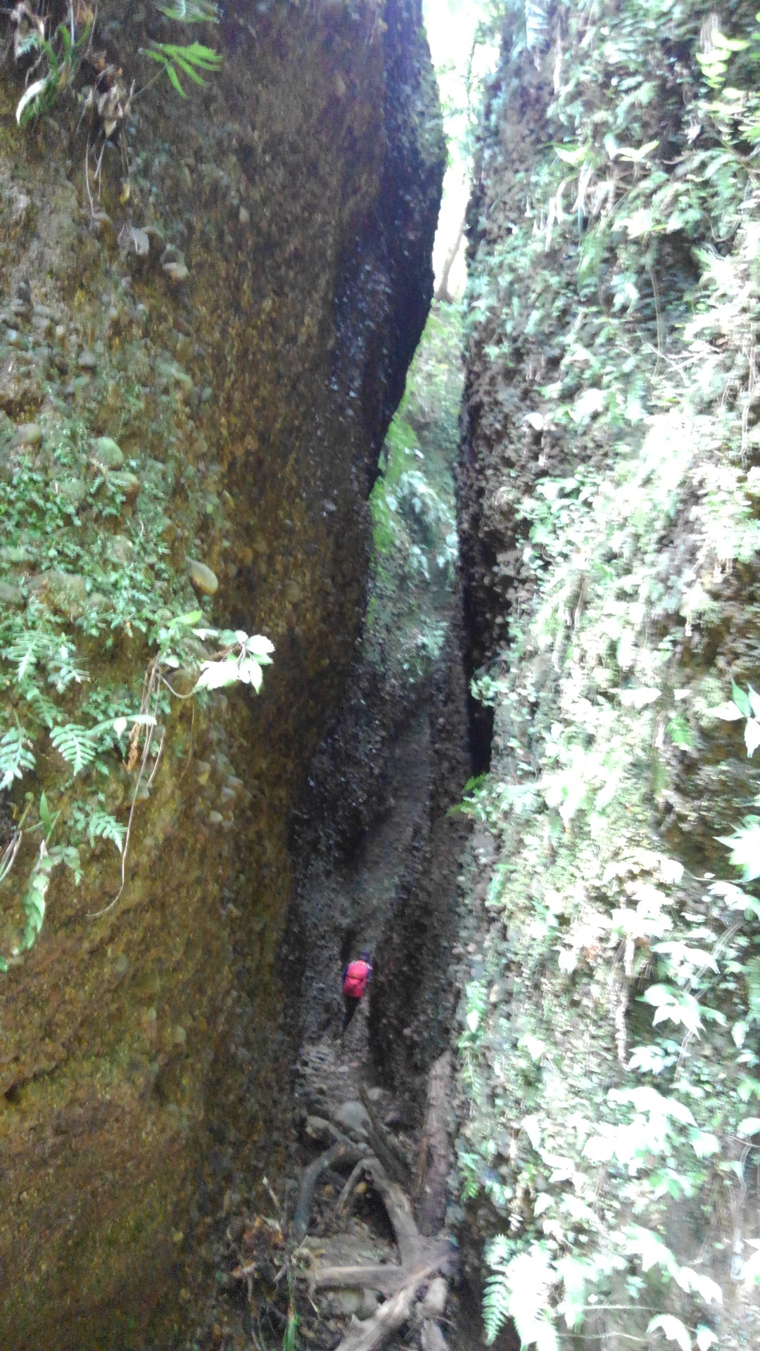 六枚屏風を通り抜けたい 小笠山 19 05 26 ひささんの小笠山の活動データ Yamap ヤマップ