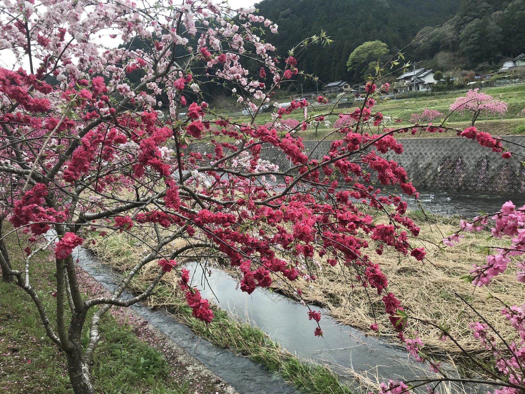 花めぐり しだれ花桃 アズマシャクナゲ 山野草 Hiroちゃんさんの宇連山 鳳来寺山 岩古谷山の活動日記 Yamap ヤマップ