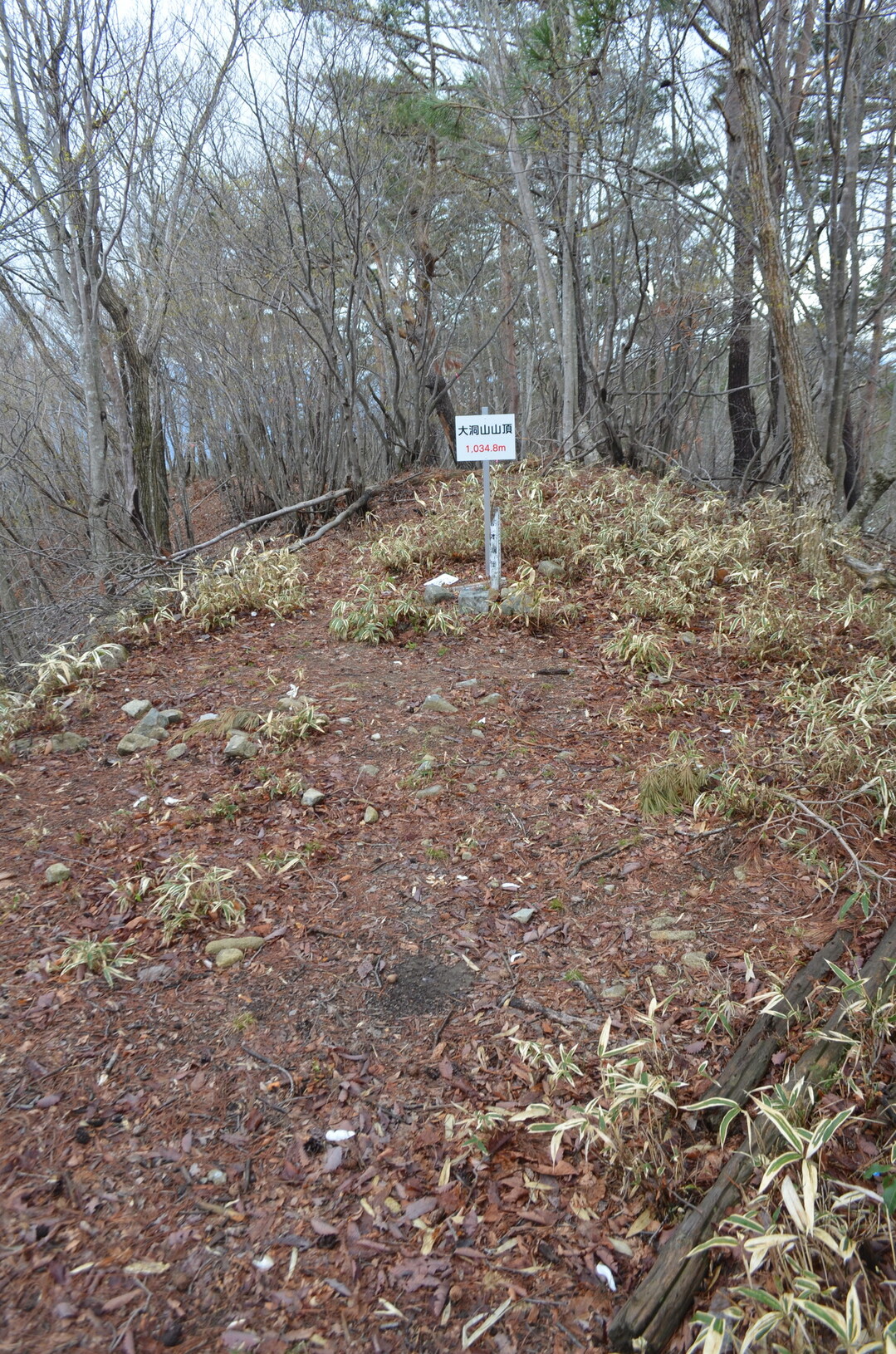 大洞山1035m（岐阜県郡上市）大月の森公園奥から周回 / なふさんの長良川（郡上八幡駅〜洲原橋）の活動データ YAMAP / ヤマップ