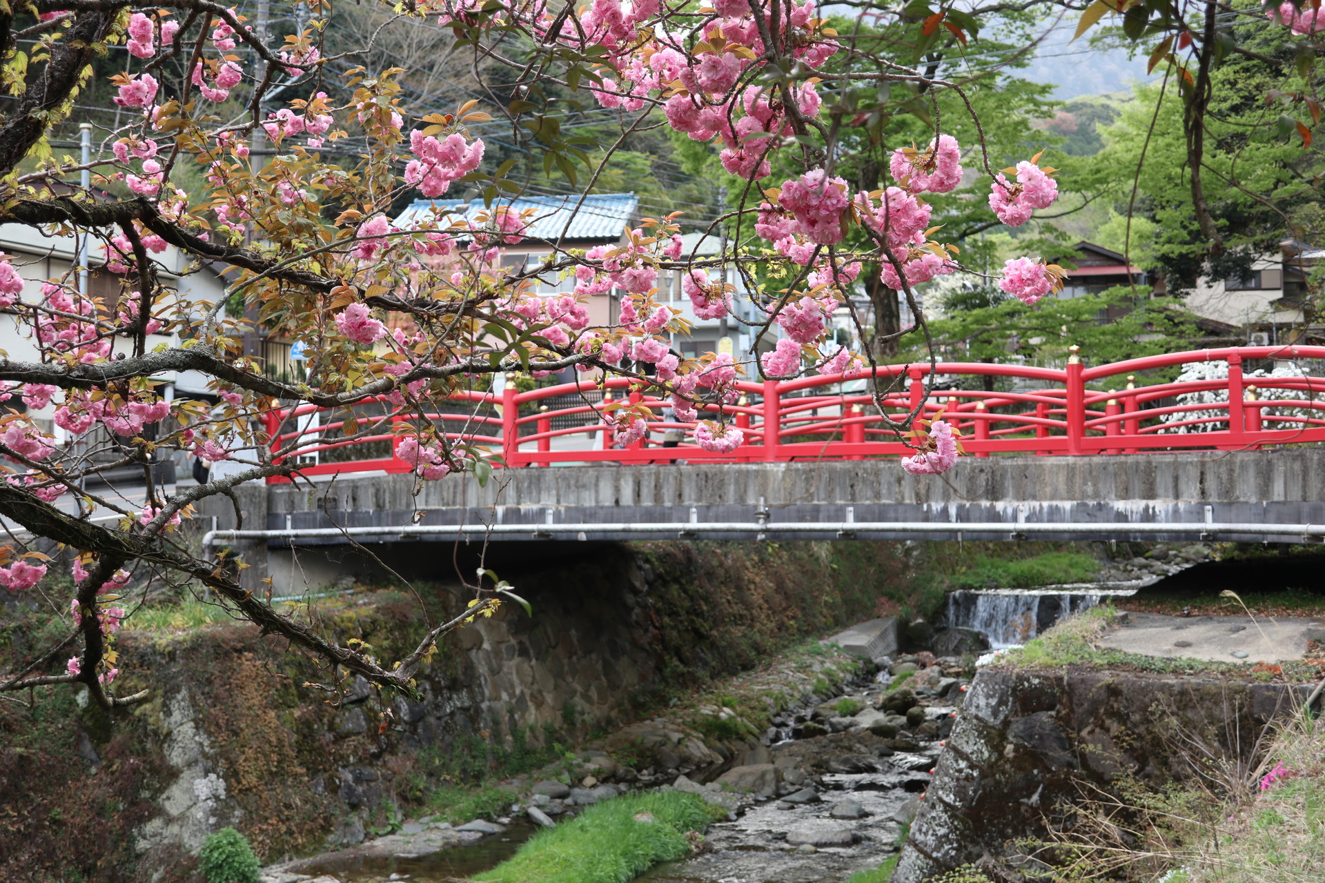 桜散る オオヤマザクラ Oji3さんの大山 神奈川県 の活動データ Yamap ヤマップ