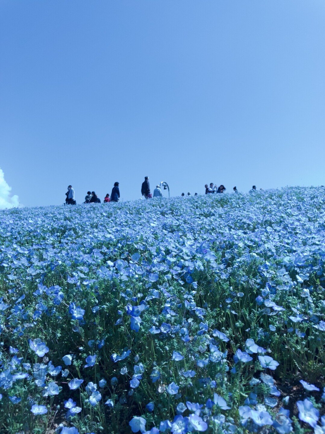 第37回 In国営ひたち海浜公園 ネモフィラの丘 マッピー3さんの水戸市の活動日記 Yamap ヤマップ
