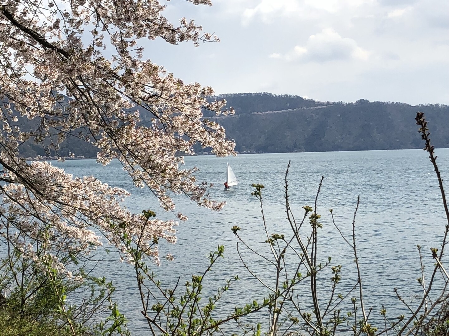 奥琵琶湖４０００本の桜 くろねこさんの東山 滋賀県長浜市 の活動日記 Yamap ヤマップ