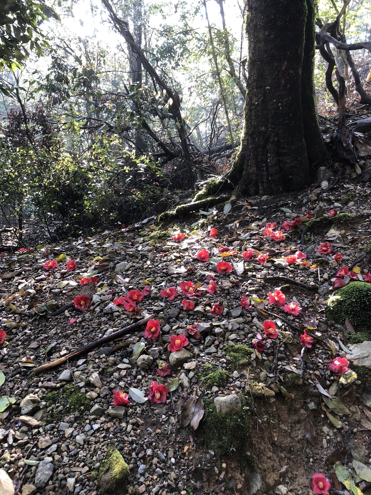 愛宕山 清滝 旧遊園地跡 三角点 月輪寺 清滝 Nobuさんの愛宕山 三頭山 朝日峯の活動日記 Yamap ヤマップ