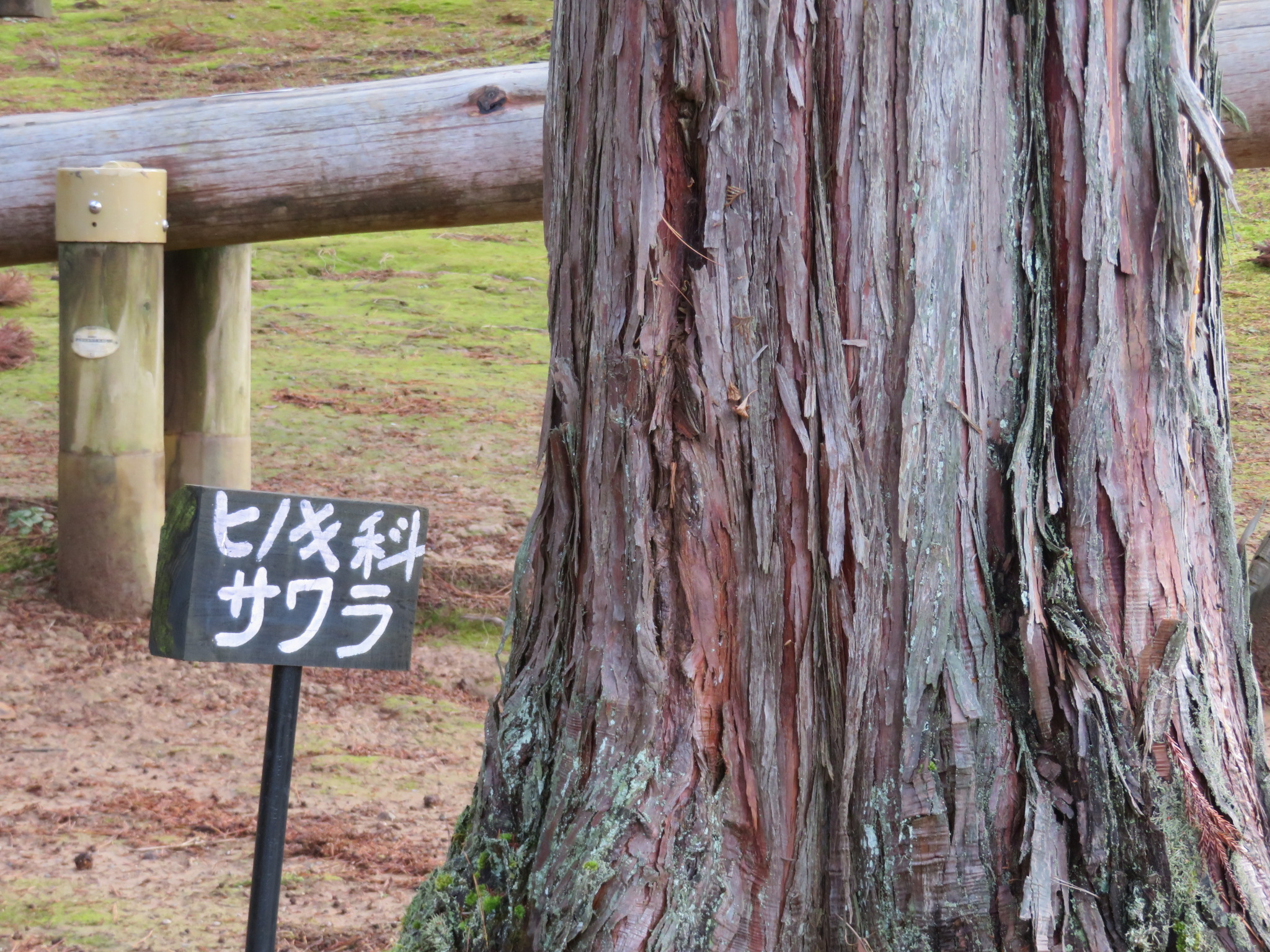 初冬の頼成の森 樹皮観察編 Manoさんの頼成の森 天狗山の活動日記 Yamap ヤマップ
