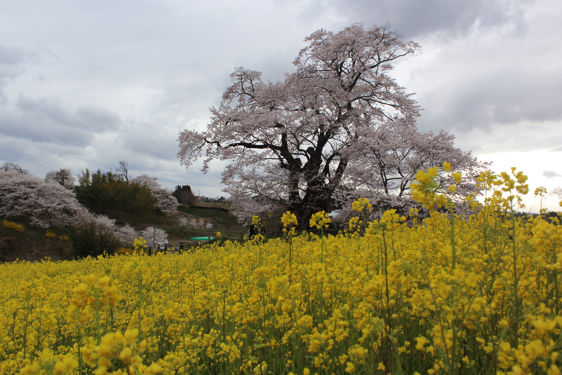 三春 桜ウォーク コロンさんの移ヶ岳の活動日記 Yamap ヤマップ