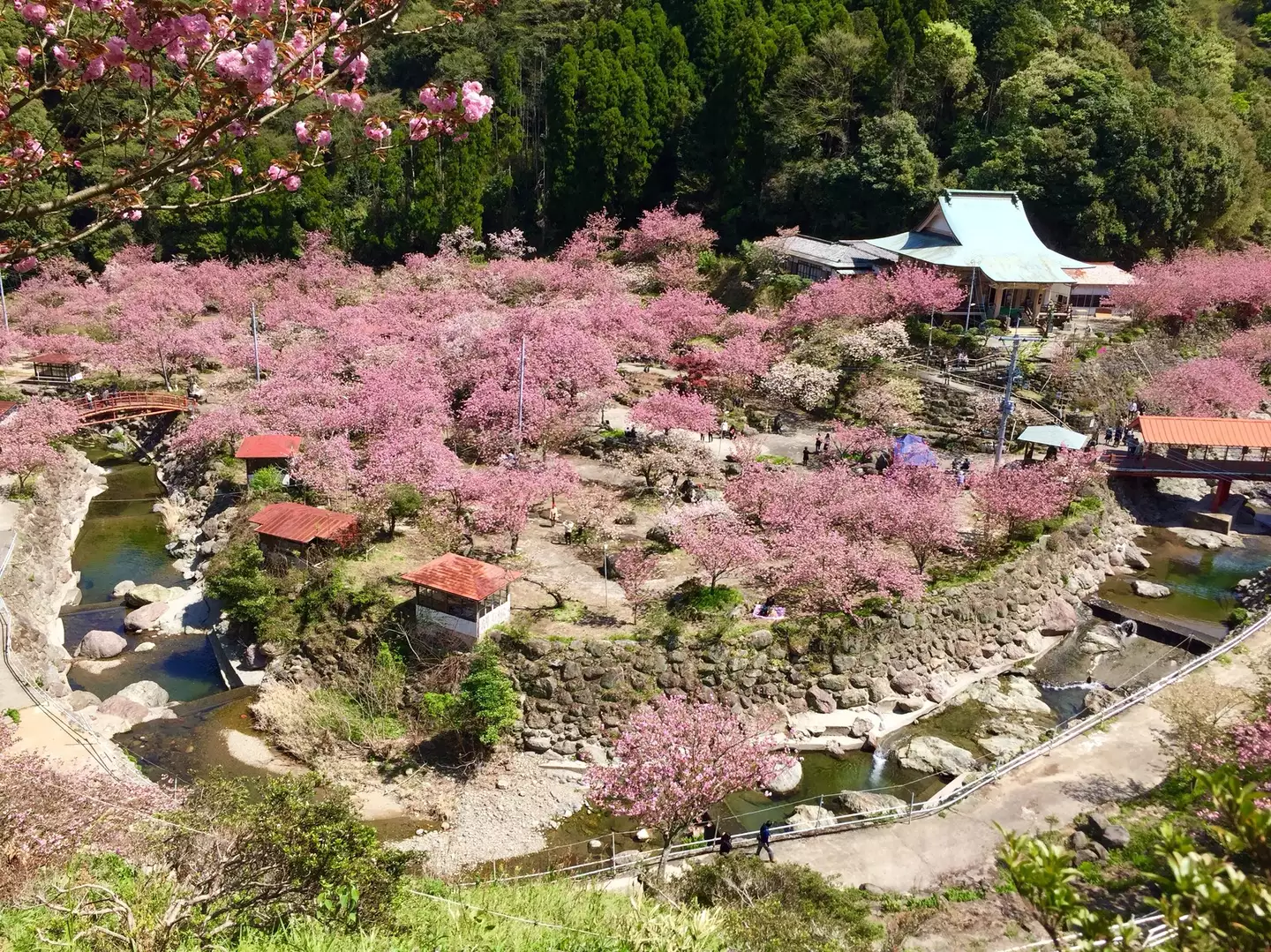 大分市 一心寺のボタン桜鑑賞 しょうやんさんの大分市の活動データ Yamap ヤマップ
