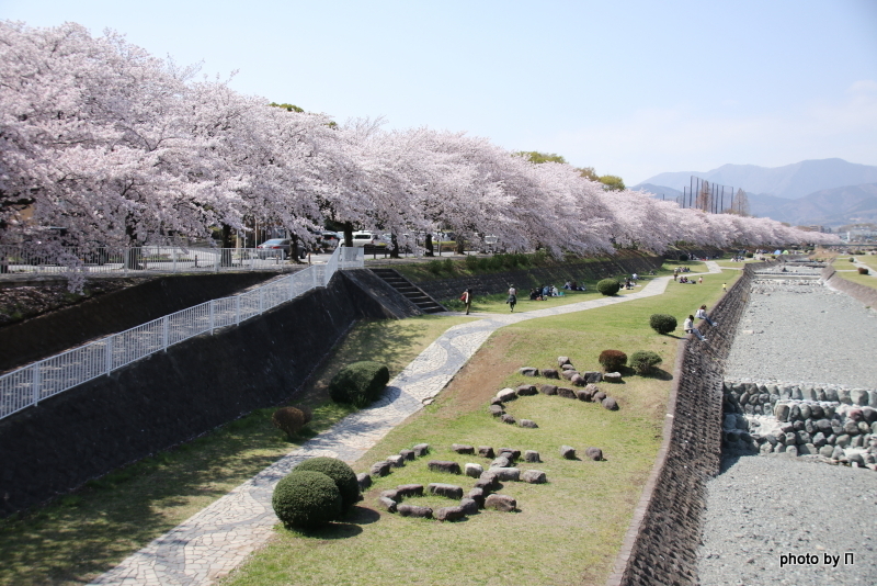 秦野市カルチャーパークと出雲大社相模分祠の桜 トントンさんの弘法山の活動データ Yamap ヤマップ