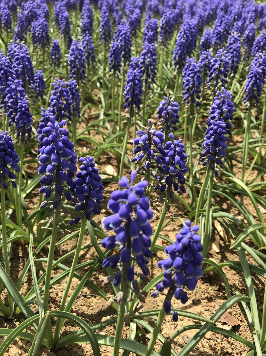 オキナグサの花咲く昭和記念公園 ずおずおむさんの北多摩の活動日記 Yamap ヤマップ